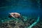 Underwater wildlife with animals. Sea turtle floating over beautiful natural ocean background. Green sea turtle