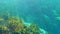 Underwater wildlife with cave rocks and fresh water grass vegetation. Florida springs underwater landscape. Beautiful