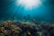 Underwater wildlife with corals, fish and sun rays in tropical ocean