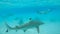 UNDERWATER: Woman snorkeling in turquoise ocean swims behind blacktip sharks.