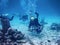 The underwater world of the Caribbean, a group of divers near the bottom of the sea,