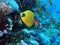 Underwater world in deep water in coral reef and plants flowers flora in blue world marine wildlife, Fish, corals and sea creature