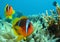 Underwater world in deep water in coral reef and plants flowers flora in blue world marine wildlife, Fish, corals and sea creature