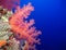 Underwater world in deep water in coral reef and plants flowers flora in blue world marine wildlife, travel nature beauty, sharks