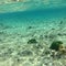 The underwater world near the island of Saipan