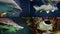 Underwater world of ocean and sea, aquarium view, closeup of fishes, collage shot