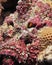 Underwater world - Pink reef stonefish with a small fish at the gills.