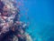 Underwater world of the Red Sea, fire corals, fish, against the background of the seabed and the depth