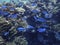 The underwater world of the Red Sea, a flock of blue cesium fish