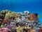 Underwater world with school fish swim above coral reef. Red Sea