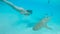 UNDERWATER: Young female tourist explores the emerald ocean filled with sharks.