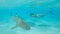 UNDERWATER: Young woman in bikini swims in the exotic sea filled with sharks.