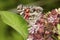 Underwing of American lady butterfly on milkweed flowers in Conn