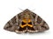 Underwing Moth