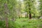 Underwood in an alpine woodland in the valley of Gressoney