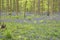 Underwood ferns and bluebells