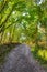 Underwood footpath in lush vegetation