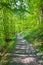 Underwood footpath in lush vegetation