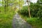 Underwood footpath in lush vegetation