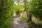 Underwood footpath in lush vegetation