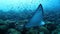 Undewater giant manta rays swims on background of seabed in Pacific ocean.