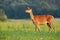 Undisturbed curious red deer hind looking away in nature in summer at sunset