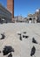 Undisturbed pigeons on the Island of Venice near Piazza Saint Ma