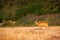 Undisturbed roe deer grazing through dry stubble in summer