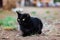 Undomestic cat sitting on a street.