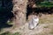 Undomestic striped cat sitting under a palm tree in the bright sun