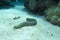 Undulated Moray Eel