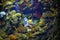 Undulated Moray Eel and lionfish