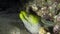 Undulated moray Gymnothorax undulatus muray with green face in the night.