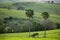 Undulating landscape with green meadows and palm trees, Australian nature