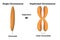 Unduplicated and Duplicated Chromosomes isolated