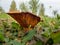 Uneatable brown mushroom in the natural environment. Fall time. Selective focus