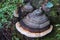 Unedged mushrooms growing on a tree trunk