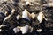 Unedged mushrooms growing on a tree trunk