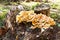 Unedged mushrooms on a tree trunk.