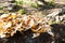 Unedged mushrooms on a tree trunk.