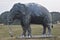 Unedited image of a artificial big elephant in a park