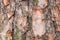 Uneven bark on old trunk of pine tree close up