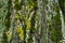 Uneven bark with yellow lichen and green moss