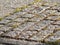 Uneven bricks floor around pine tree damaged by growth and careless