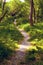 Uneven path in the forest. Summer landscape