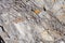 Uneven stone texture background with yellow lichen