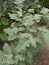 An unexampled lovely snapshot of green leaved egg vegetable plants