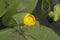 unexpanded yellow water-lily flower surrounded floating by big round leaves in an artifical lake