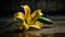 Unexpected Beauty: The Yellow Lily on Concrete