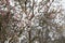 unexpected cold snap. Snow on flowering trees, magnolia flowers in the snow